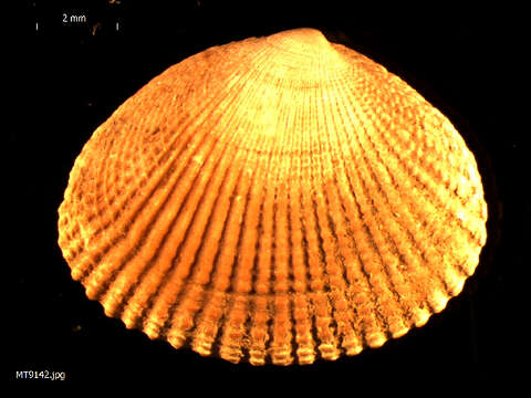 Image of Norway cockle