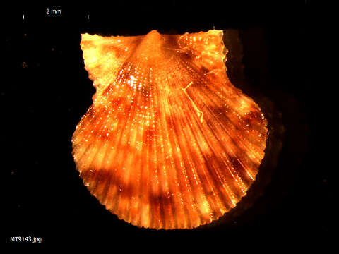 Image of queen scallop