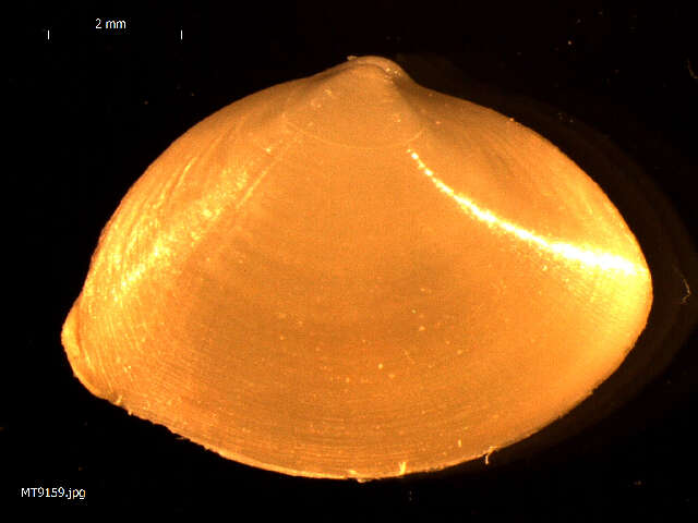 Image of surf clam