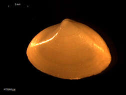 Image of surf clam