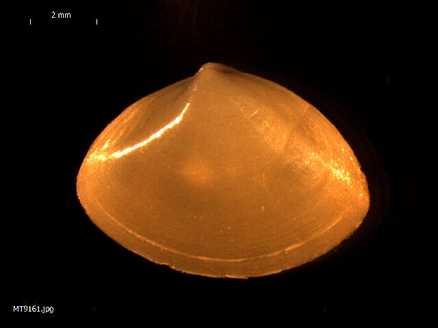 Image of surf clam