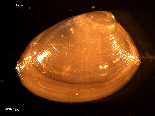 Image of shiny nut clam