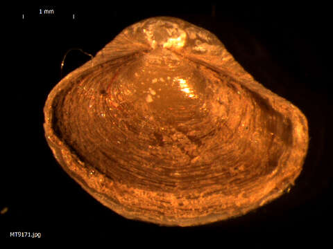 Image of European clam