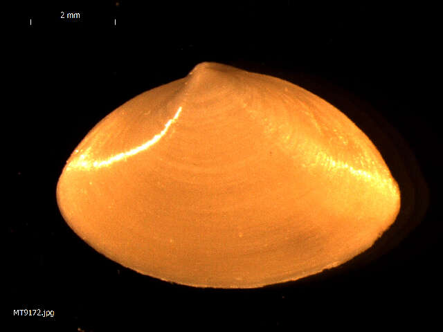 Image of surf clam