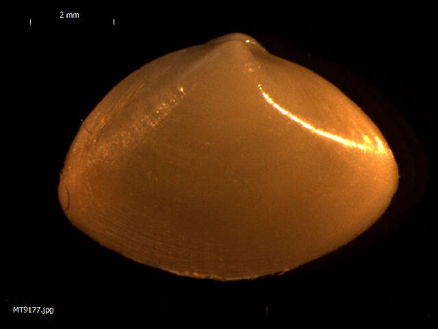 Image of surf clam