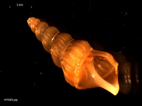 Image of common pelican’s foot