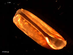 صورة Cylichna cylindracea (Pennant 1777)