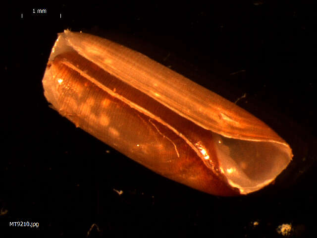 صورة Cylichna cylindracea (Pennant 1777)