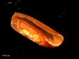 صورة Cylichna cylindracea (Pennant 1777)