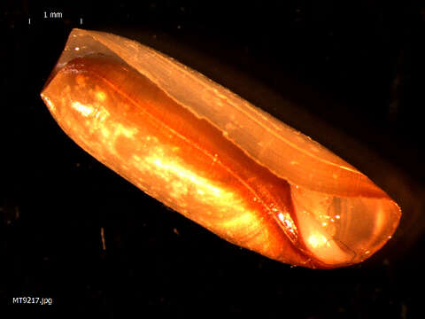 صورة Cylichna cylindracea (Pennant 1777)