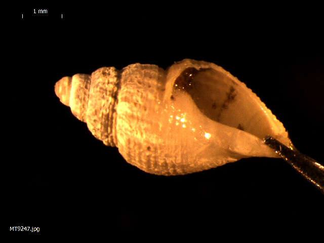 Image of Common whelk