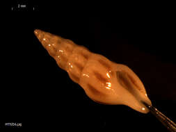 Image of nebular needle conch