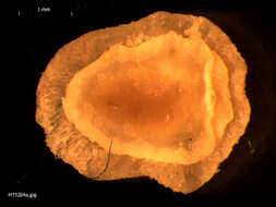 Image of Acanthodoris