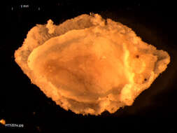 Image of Acanthodoris