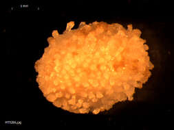 Image of Acanthodoris