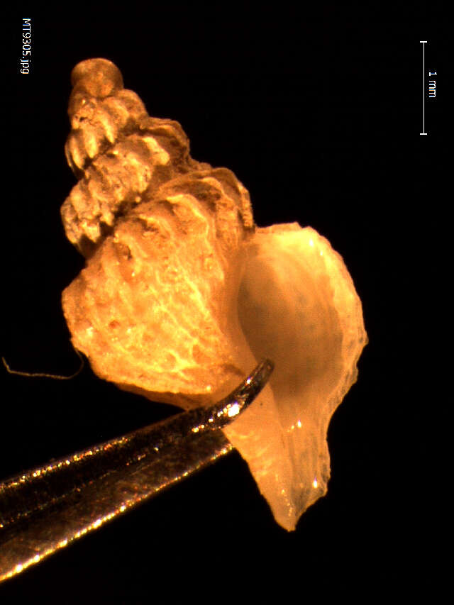 Plancia ëd Trophonopsis Bucquoy & Dautzenberg 1882