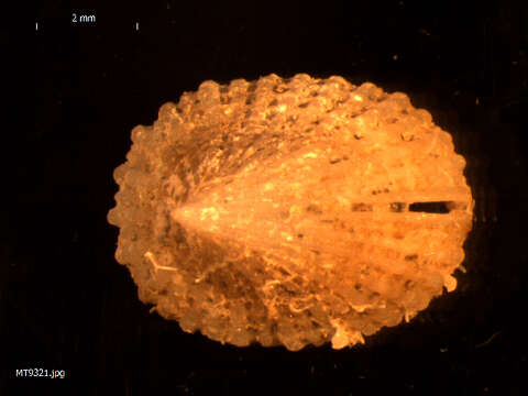 Image of Common Slit-limpet