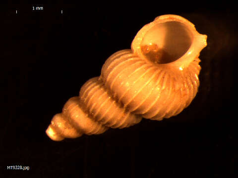 Image of unclassified Gastropoda