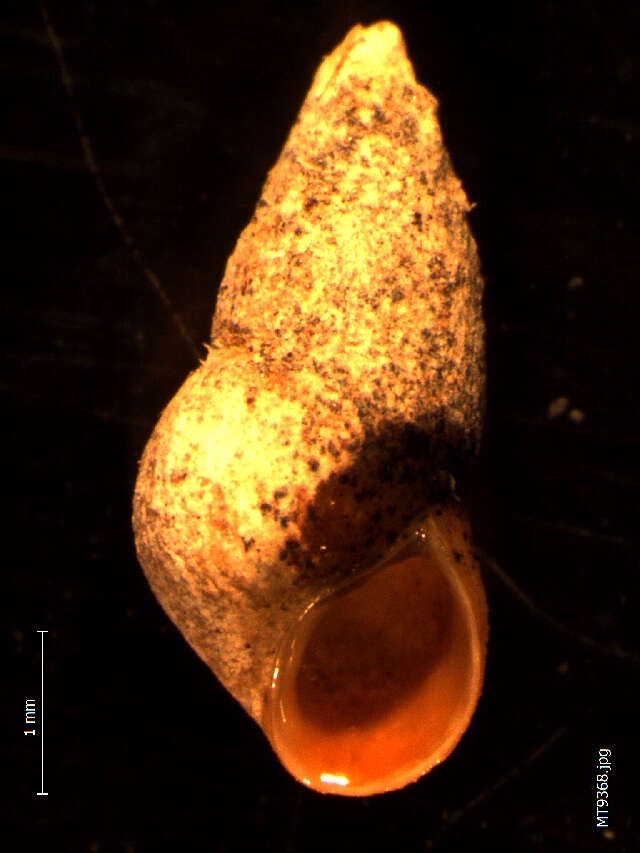 Image of Peringia ulvae