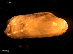 Image of Arctic hiatella