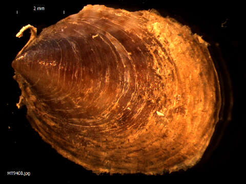 Image of Common slipper shell