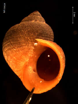 Image of black-lined periwinkle