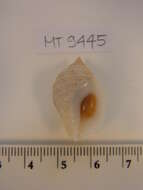 Image of Dog whelk
