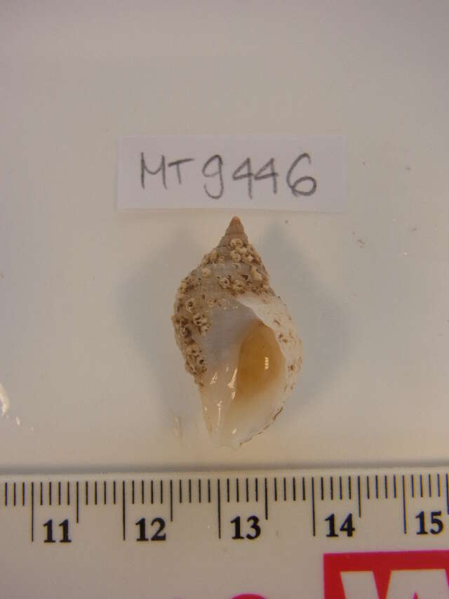 Image of Dog whelk