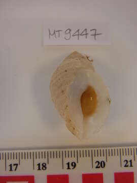 Image of Dog whelk