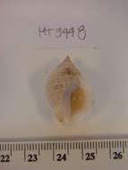 Image of Dog whelk