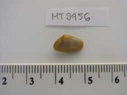 Image of Banded wedge shell