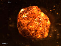 Image of Arctic Cancellate Chiton