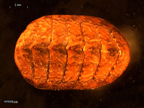 Image of coat-of-mail chiton