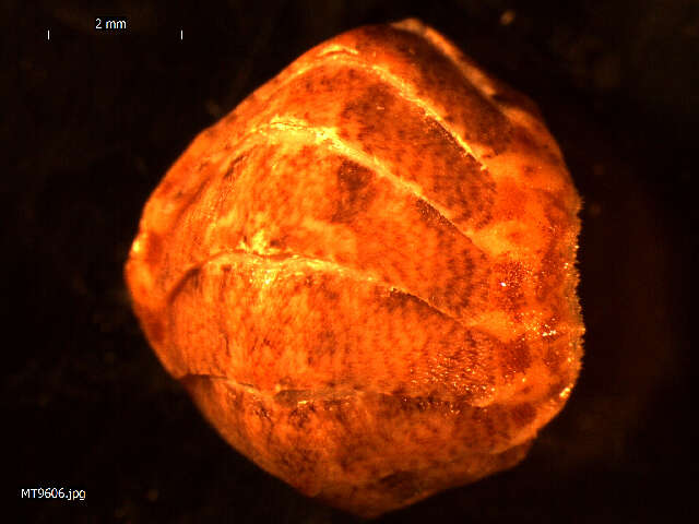 Image of coat-of-mail chiton