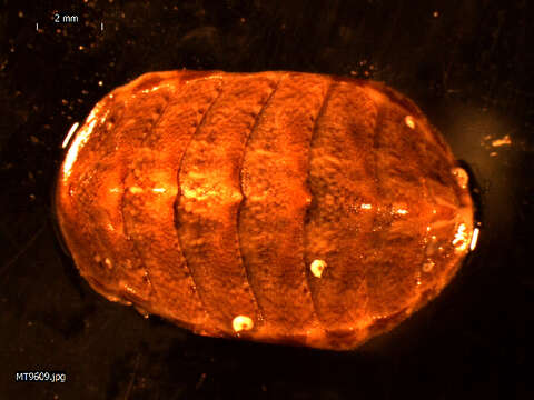 Image of coat-of-mail chiton