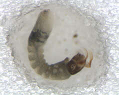 Image of <i>Simulium marins</i>