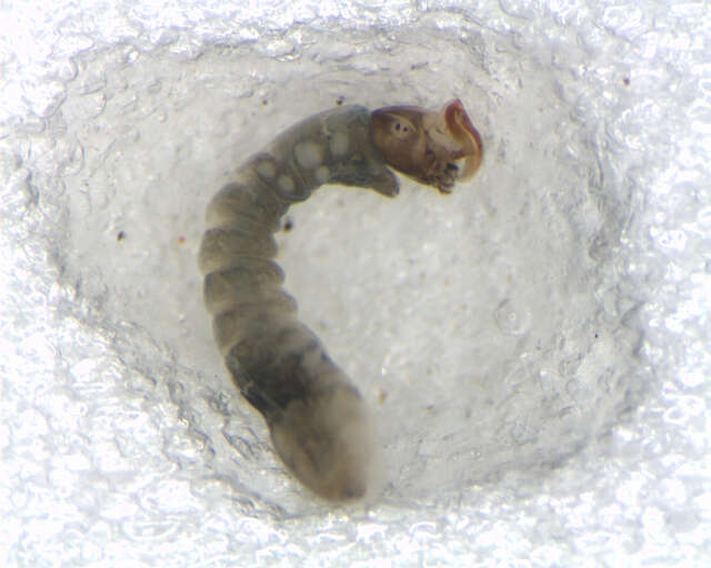 Image of <i>Simulium marins</i>