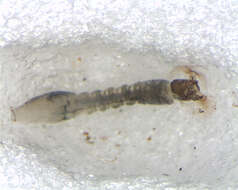 Image of <i>Simulium marins</i>