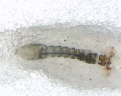 Image of <i>Simulium marins</i>