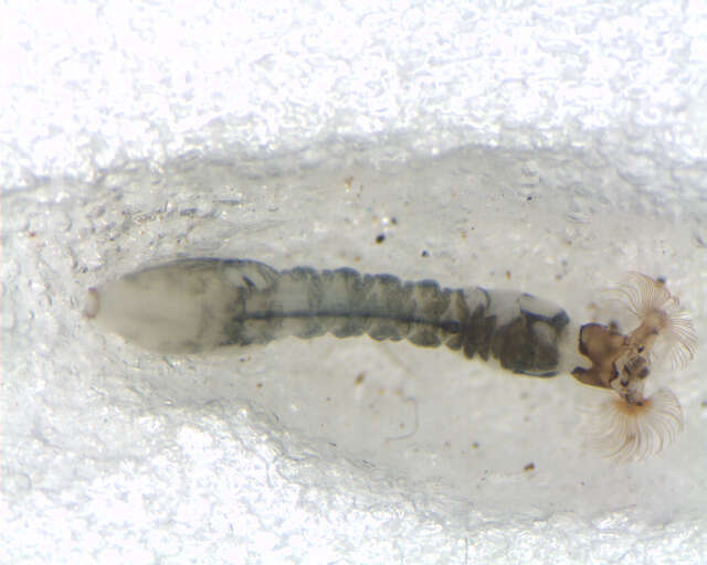 Image of <i>Simulium marins</i>