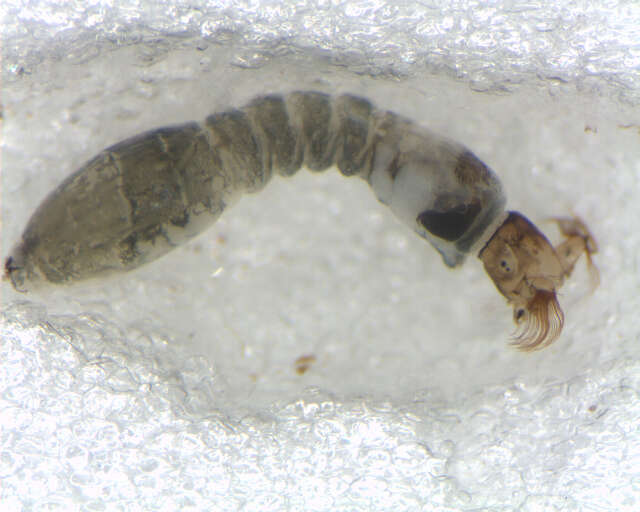 Image of <i>Simulium marins</i>