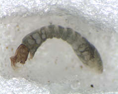 Image of <i>Simulium marins</i>