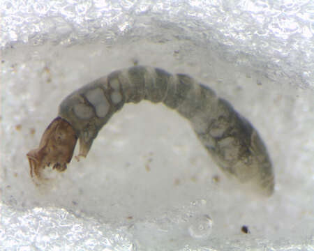 Image of <i>Simulium marins</i>