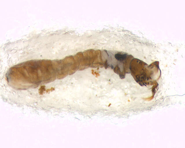 Sivun Lutzsimulium flavopubescens (Lutz 1910) kuva