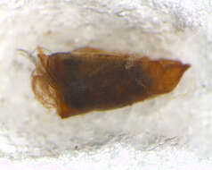 Image of Simulium papaveroi Coscaron 1982