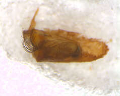 Image of Simulium papaveroi Coscaron 1982