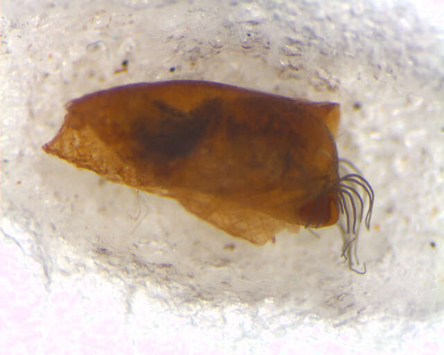 Image of Simulium papaveroi Coscaron 1982