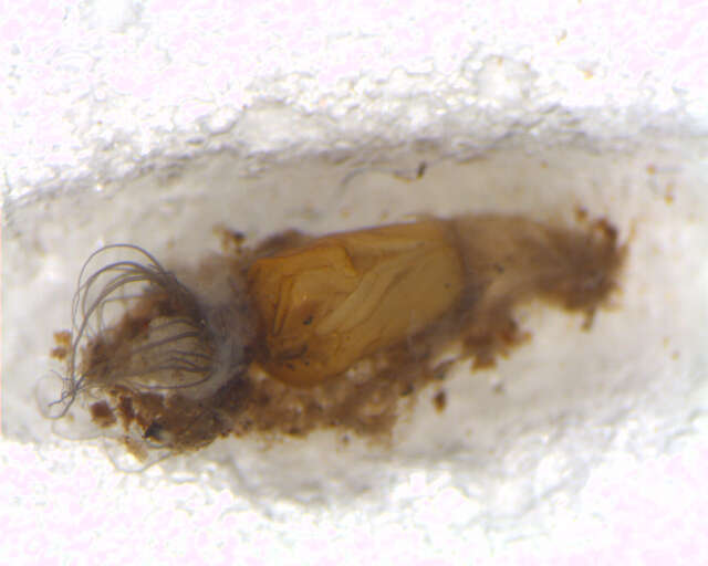 Sivun Gigantodax destitutus Wygodzinsky & Coscaron 1989 kuva