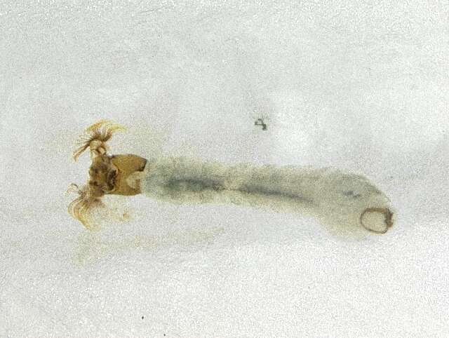 Image of Simulium wygodzinskyorum Coscaron & Py-Daniel 1989