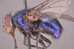 Image of Lucilia vulgata